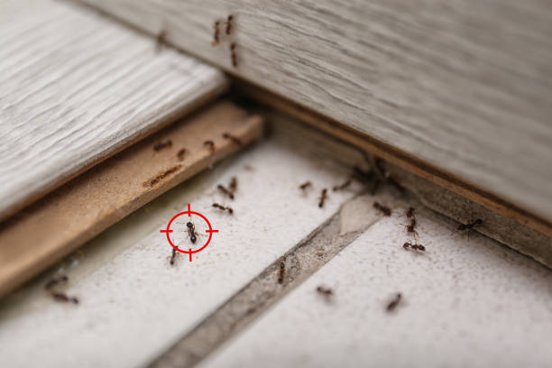 Best Pest Removal Services  in East Griffin, GA