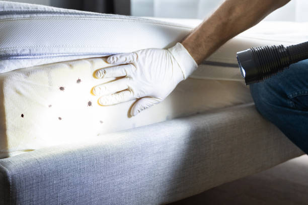 Best Wasp Removal Services  in East Griffin, GA